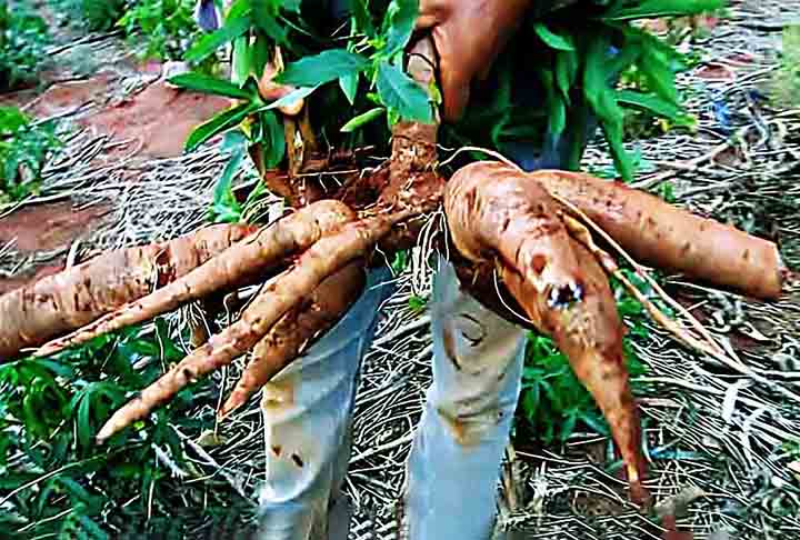 A mandioca é uma excelente fonte de energia devido ao seu alto teor de carboidratos, que correspondem à maior parte de sua composição. Uma porção de 100 gramas de mandioca cozida fornece cerca de 160 calorias.