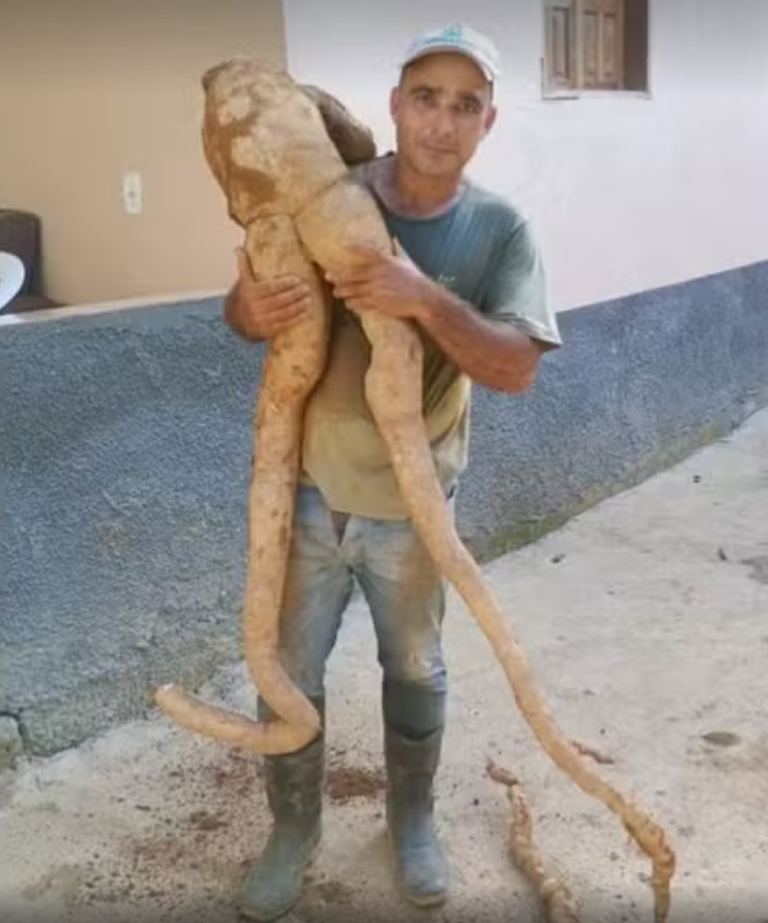 Um agricultor do Espírito Santo encontrou uma mandioca em formato humano em seu sítio, no Alto Rio Novo. O tubérculo media 1,60m e pesava 20 quilos.