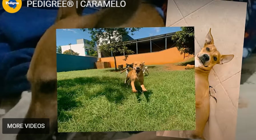 A campanha mostra diversos momentos do cachorro em residências, dentro de casa ou correndo pelo jardim. E diz que tudo que o cachorro de raça tem o caramelo também tem. 