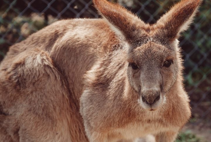 Sem capacidade para migrar em busca de comida, os cangurus-gigantes não conseguiram sobreviver.