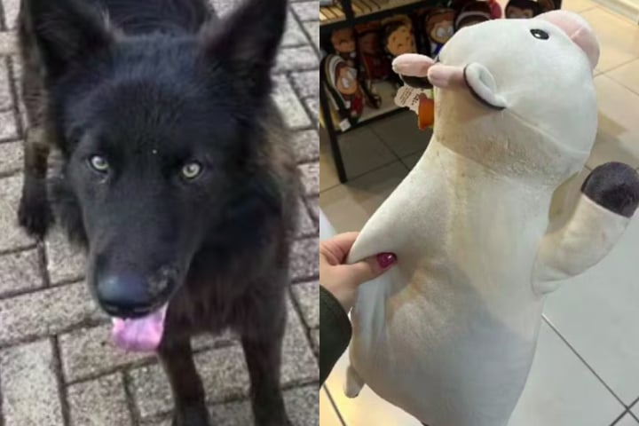 Ela contou que o cachorro, chamado de Lobão, vive sozinho nas ruas perto do Centro e da Vila Brasil. Apesar de ser de rua, ele é alimentado todos os dias por uma moradora da região e costuma ser muito calmo e amigável.