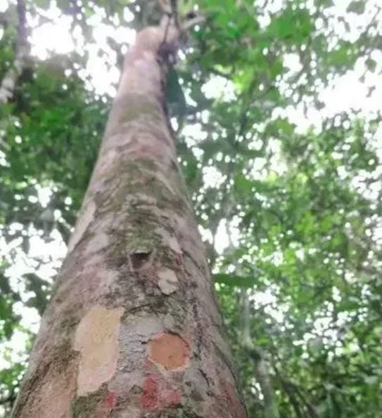 Em agosto de 2024, pesquisadores do Jardim Botânico do Rio de Janeiro (JBRJ) descobriram uma nova espécie de árvore frutífera, a Siphoneugena carolynae, em uma área de preservação ambiental de Maricá, região metropolitana do Rio de Janeiro. 