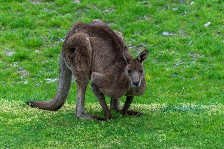 Isso os tornava mais lentos e menos adaptados para longas viagens, mas era útil em uma floresta cheia de comida.