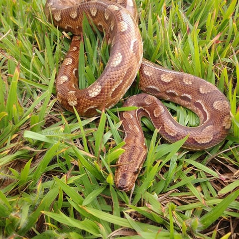 Diferentemente do que muitos pensam, as jiboias não são venenosas. Elas matam a presa por constrição, apertando com força. Os tamanhos de uma jiboia são muito variados, pois esta cobra tem 43 subespécies de diferentes características. 