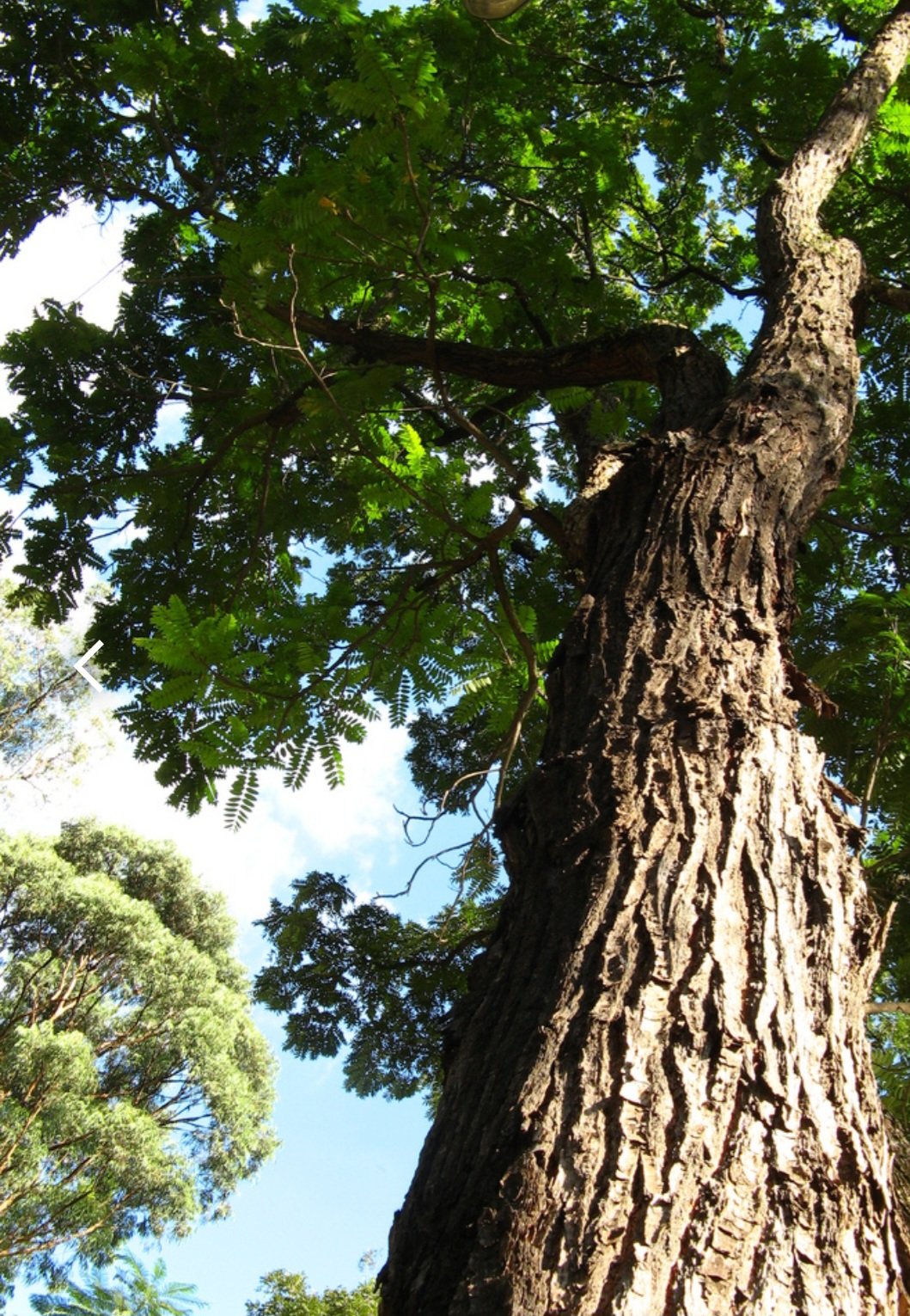 Cedro-Rosa: Árvore da Amazônia, da Caatinga, do Cerrado e da Mata Atlântica. Também chamada de Capiúva, Cedrilho, Cedro-Mando e Cedro-Cheiroso. 