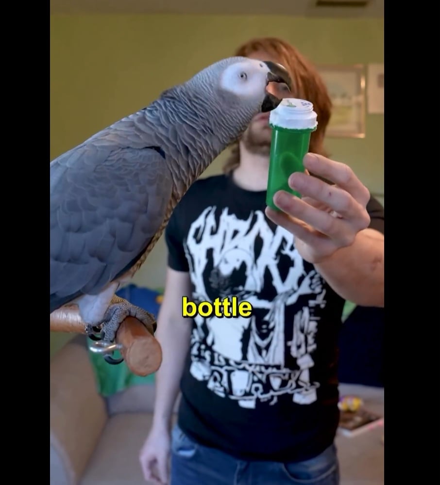 O papagaio “genial conseguiu a façanha de identificar 12 objetos diferentes em somente três minutos. Ele sabia, por exemplo, que um objeto mostrado por seu criador era uma garrafa.
