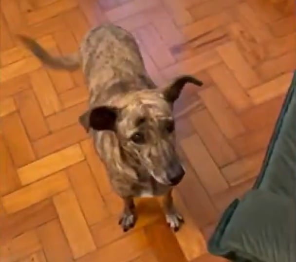 Sua natureza versátil e adaptável os torna excelentes companheiros para diversos estilos de vida, seja em casas com grandes quintais ou em apartamentos menores.