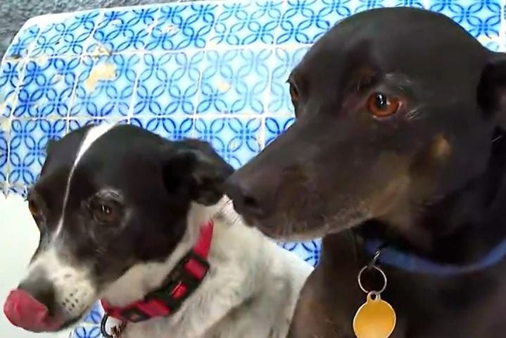 Em geral, os vira-latas apresentam saúde mais robusta que cães de raça pura, devido à menor incidência de doenças genéticas.