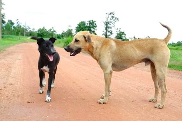 Ainda assim, como qualquer outro cão, os vira-latas precisam de cuidados básicos, como alimentação de qualidade, exercícios físicos regulares e visitas frequentes ao veterinário.