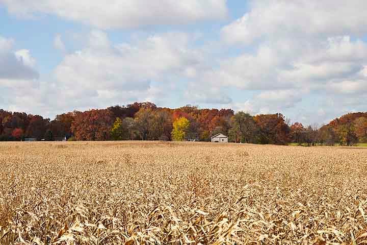 O milho é absolutamente necessário na vida da sociedade moderna, notadamente concentrada no ambiente urbano (no mundo, cerca de 60%, e no Brasil, cerca de 85% da população vive nas cidades).