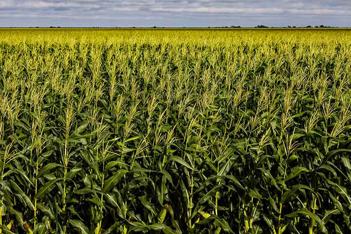 O milho tem diversos benefícios para os seres humanos e os animais. Entre eles, proteger as células, reduzir os níveis de colesterol, prevenir problemas cardíacos e controlar a taxa de açúcar no sangue.