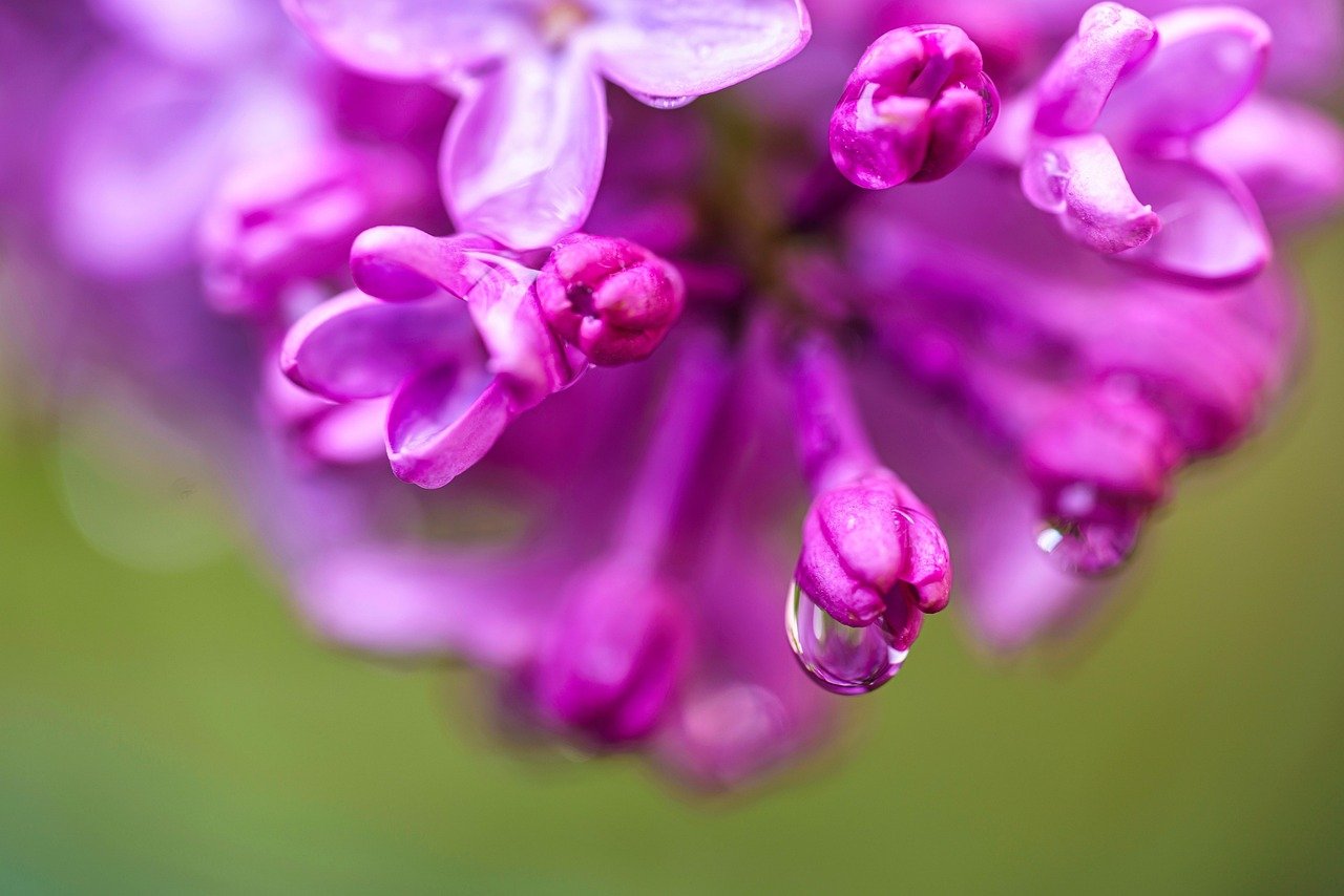 Essas flores necessitam ser regadas regularmente, especialmente durante períodos secos. É necessário manter o solo úmido, mas não encharcado para evitar o apodrecimento das raízes.