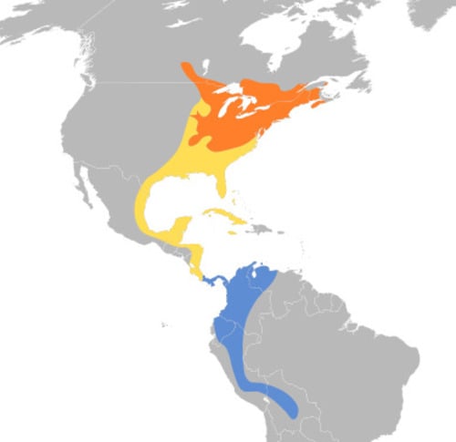 Bruno, então, registrou a presença da ave e fez contato com pesquisadores para descobrir a espécie. Era um sanhaço escarlate, de cor vermelha.  Essa ave é conhecida nos EUA como Scarlet tanager. Também exIste na América Central e, geralmente, se espalha apenas na parte noroeste da América do Sul, chegando à Amazônia , Acre e Rondônia. 
