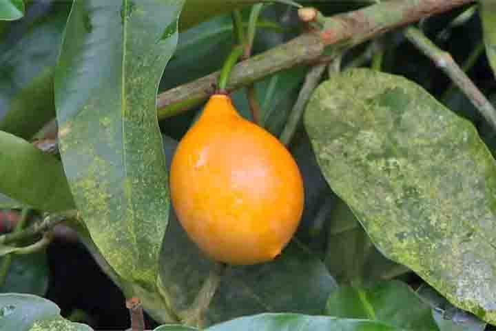 As frutas não se limitam apenas às conhecidas nos mercados brasileiros. Afinal, muitas delas são exóticas e pouco exploradas em determinadas regiões. Algo que acontece com o achachairu, de origem sul-americana, que traz benefícios à saúde, mas ainda não se popularizou no Brasil.