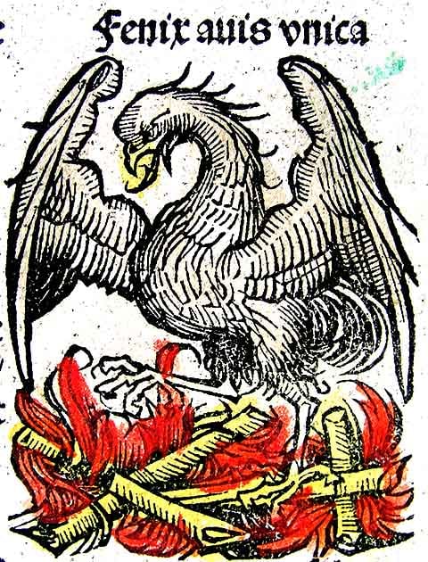 No Egito, era chamada Bennu e ligada ao deus Rá. Já na Grécia, passou a ser a ave que renasce das próprias cinzas após ser consumida pelas chamas.