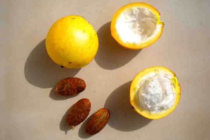 O fruto (Garcinia humilis) pertence à Clusiaceae, que é uma família botânica que inclui várias espécies de plantas tropicais e subtropicais. Outras frutas conhecidas desta família são a mangostão (Garcinia mangostana) e o bacupari (Garcinia brasiliensis).