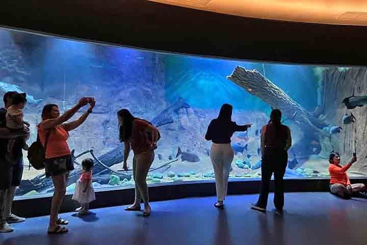 Nos feriados e datas comemorativas, o Bioparque costuma funcionar em horários especiais, com entrada liberada até o início da tarde. Guias treinados ficam disponíveis ao longo do circuito para esclarecer dúvidas e contar curiosidades sobre os animais e os bastidores do aquário.