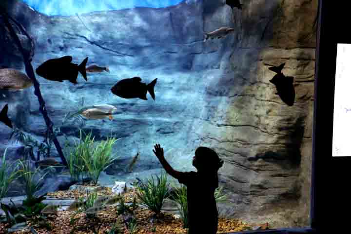 Com acesso gratuito mediante agendamento, o espaço tem atraído visitantes de todas as idades, encantando não só pela grandiosidade de seus tanques, mas também pelo compromisso com a inclusão, a sustentabilidade e a ciência.