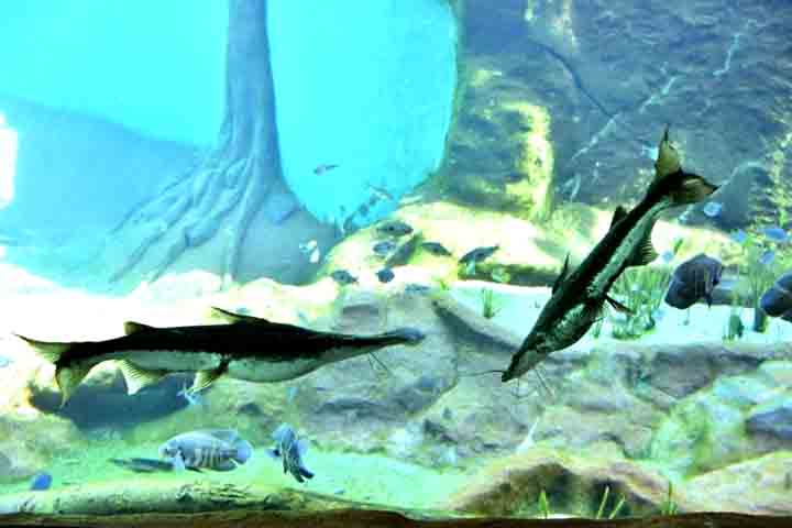 A atuação do Bioparque também se estende para além da biologia. O Nuptec - núcleo interno dedicado à tecnologia - se divide em quatro áreas: Tecnologias Sustentáveis, Tecnologias Educacionais, Tecnologias Sociais e Desenvolvimento e Inovação.