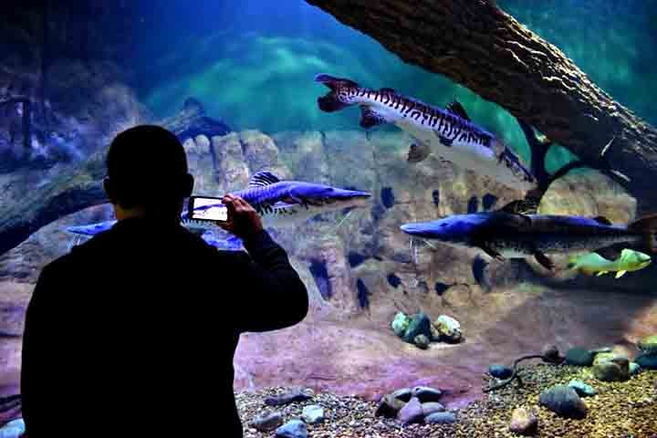 São mais de 5 milhões de litros de água distribuídos em 239 tanques, sendo 31 deles temáticos, que recriam com detalhes os habitats dos peixes e outros organismos aquáticos.
