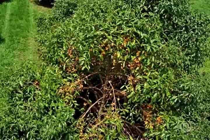 Em solo brasileiro, ele aparece na Ceagesp (Companhia de Entrepostos e Armazéns Gerais de São Paulo, assim como no Espírito Santo e no Amazonas.