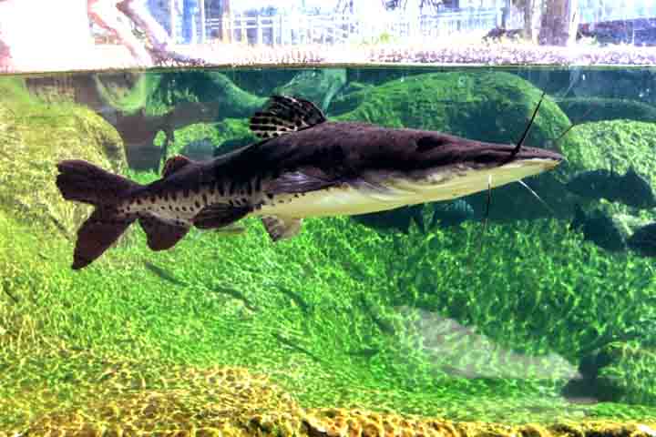 Em cada um desses tanques, o visitante tem a oportunidade de mergulhar em uma verdadeira aula sobre a fauna brasileira e mundial.