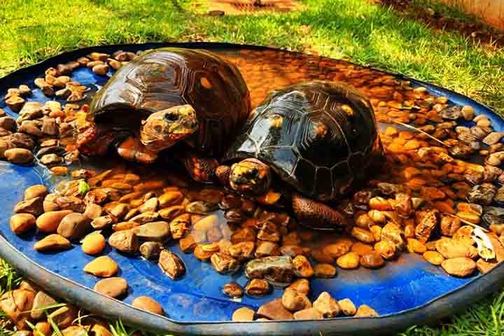 O projeto nasceu com uma ambição clara: valorizar os ecossistemas de água doce, especialmente os do Pantanal, maior planície alagável do planeta.