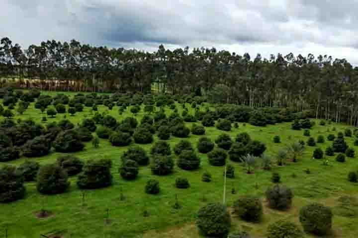 Na visão dos produtores, lichia, pitaya e mirtilo também já tiveram suas fases de exóticas, mas hoje já são encontradas com mais facilidade em feiras e supermercados. A achachairu pode passar por um processo semelhante.