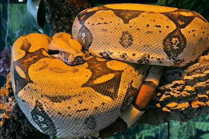 O público pode ver de perto espécies como o imponente pirarucu, a jaú Maria Fernanda, as arraias Fernanda Montenegro e Fernanda Torres, a sucuri Gaby Amarantos e o curioso axolote, além da píton-albina Capitu e da jiboia Rachel Carson.