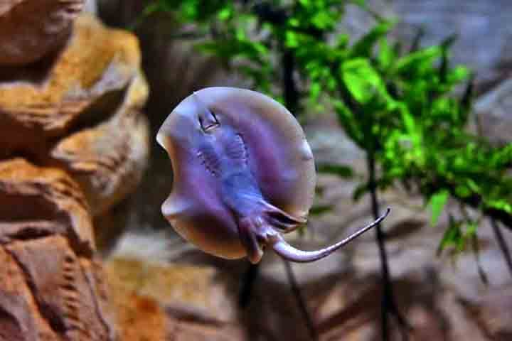 O espaço é também um importante centro de pesquisa científica. Em um dos pavimentos funciona o Centro de Conservação de Peixes Neotropicais, responsável por feitos inéditos na reprodução de espécies aquáticas. Já foram registradas mais de 300 reproduções.