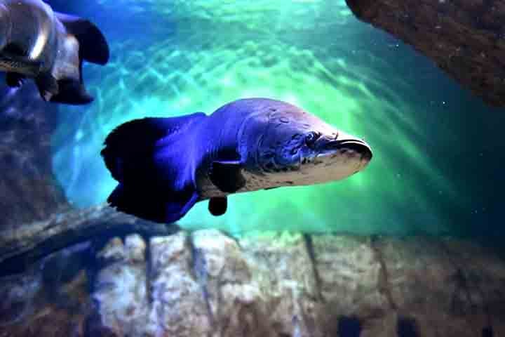 Isso inclui 25 espécies que nunca haviam sido reproduzidas em laboratório em todo o mundo. Outras 15 só haviam sido estudadas fora do Brasil. Essas conquistas ajudam na preservação de espécies ameaçadas e no conhecimento aprofundado dos ciclos de vida desses animais. 