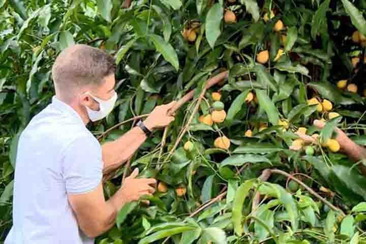 Em sua riqueza nutricional, o achachairu contém vitamina C, importante para fortalecer o sistema imunológico, para proteger o corpo contra doenças. 