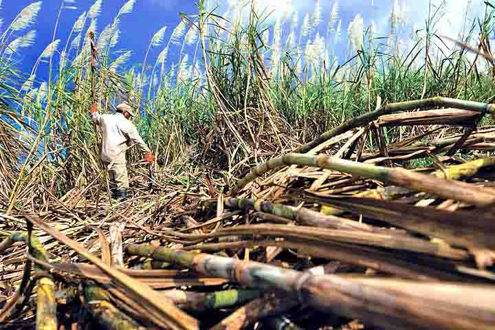 A cana-de-açúcar é uma planta fina, fibrosa, de formato cilíndrico e folhas longas. Assim, ela pode chegar a até seis metros de altura e é utilizada para a produção de açúcar e etanol.
