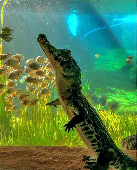 O Bioparque Pantanal, inaugurado em 2022, não é apenas um ponto turístico de destaque no Brasil: é um centro de referência internacional em biodiversidade, inovação tecnológica e educação ambiental.