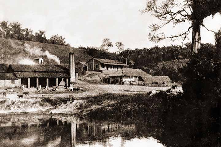 A cana costuma ter um melhor desenvolvimento em climas que apresentam estações bem distintas. Uma com temperaturas mais altas enquanto a outra úmida, para que a germinação aconteça.