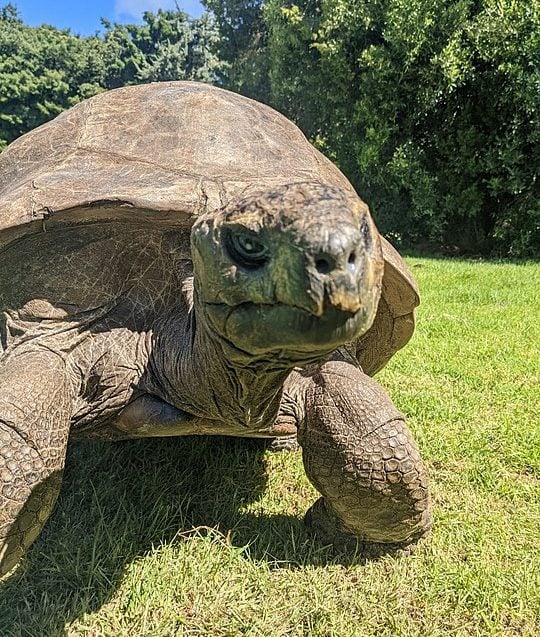 E fechamos a galeria com a tartaruga Jonathan, o animal (conhecido) mais velho do planeta. Ele nasceu por volta de dezembro de 1832, o que o torna hoje com cerca de 192 anos — oficialmente completados em 4 de dezembro de 2024