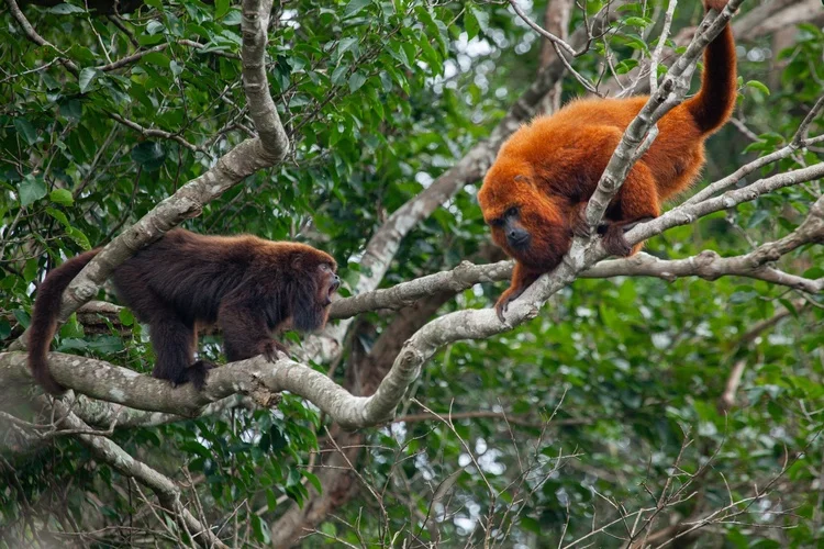 260 anos após sumirem das florestas da Ilha de Santa Catarina, bugios-ruivos (Alouatta guariba) voltaram a ser vistos no habitat.  Eles tinham desaparecido por causa do desmatamento e da caça ilegal. 