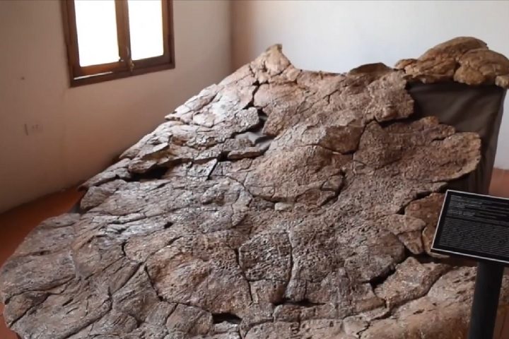 Fósseis dessa espécie haviam sido encontrados mais recentemente em 2020: um no deserto de Tatacoa, na Colômbia, e outro na Venezuela, na região de Urumac.