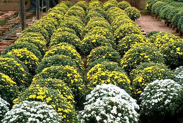 O evento promete novidades e tendências em flores e plantas ornamentais, além de oferecer uma imersão na cultura holandesa, com gastronomia, danças típicas e atividades para toda a família