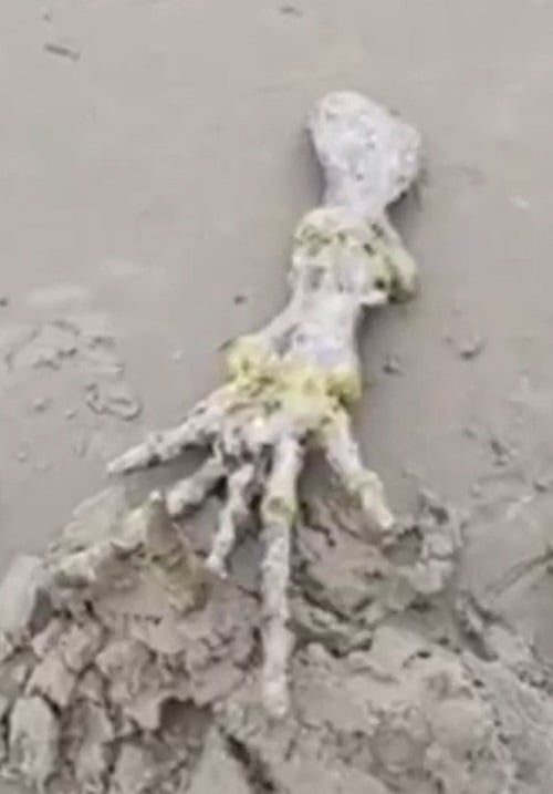 O esqueleto foi encontrado por Devanir de Souza e Letícia Santiago na praia de Ilha Comprida, no litoral de São Paulo no dia 20/11/2022. O esqueleto não estava muito longe da água na praia. 