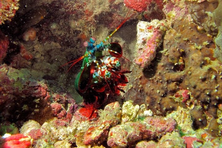 Para o estudo, pesquisadores usaram lasers e pulsos de alta frequência para investigar como as ondas de choque atravessam a pata da lagosta-boxeadora.
