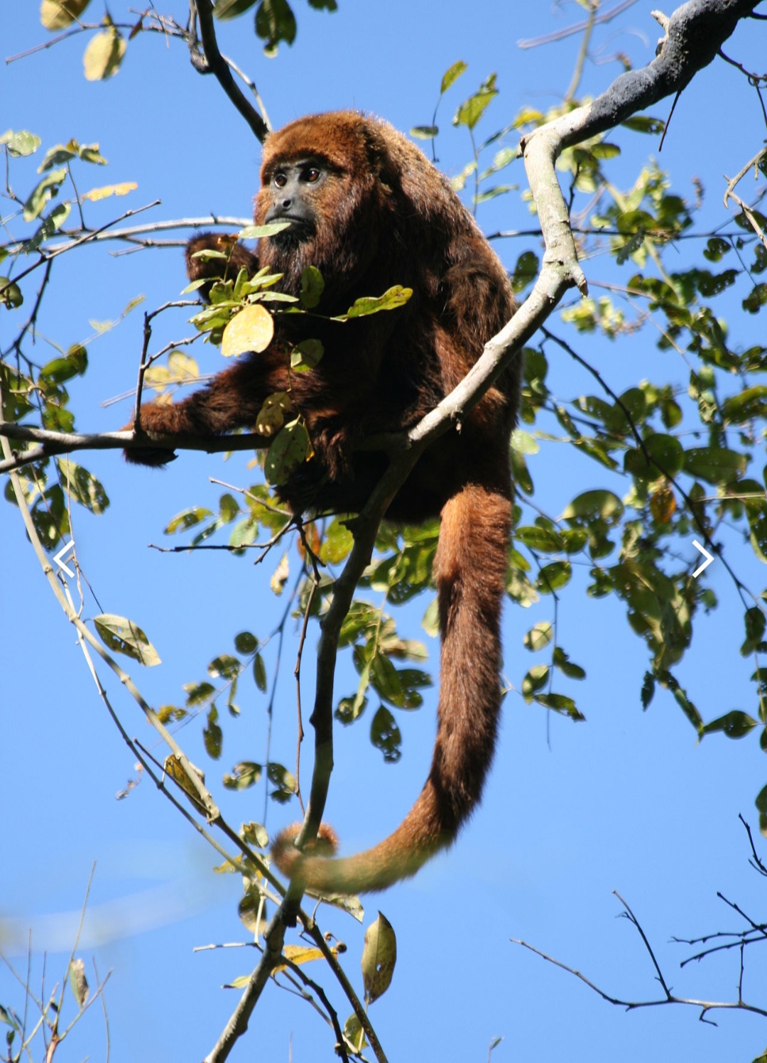 Seu som atinge 128 decibéis e pode ser ouvido a cerca de 5 km de distância. Os uivos do bugio simulam o som de uma ventania. Por isso, eles também são chamados de macacos uivadores.  Eles emitem os ruídos para localização, disputas de território e comunicação. 
