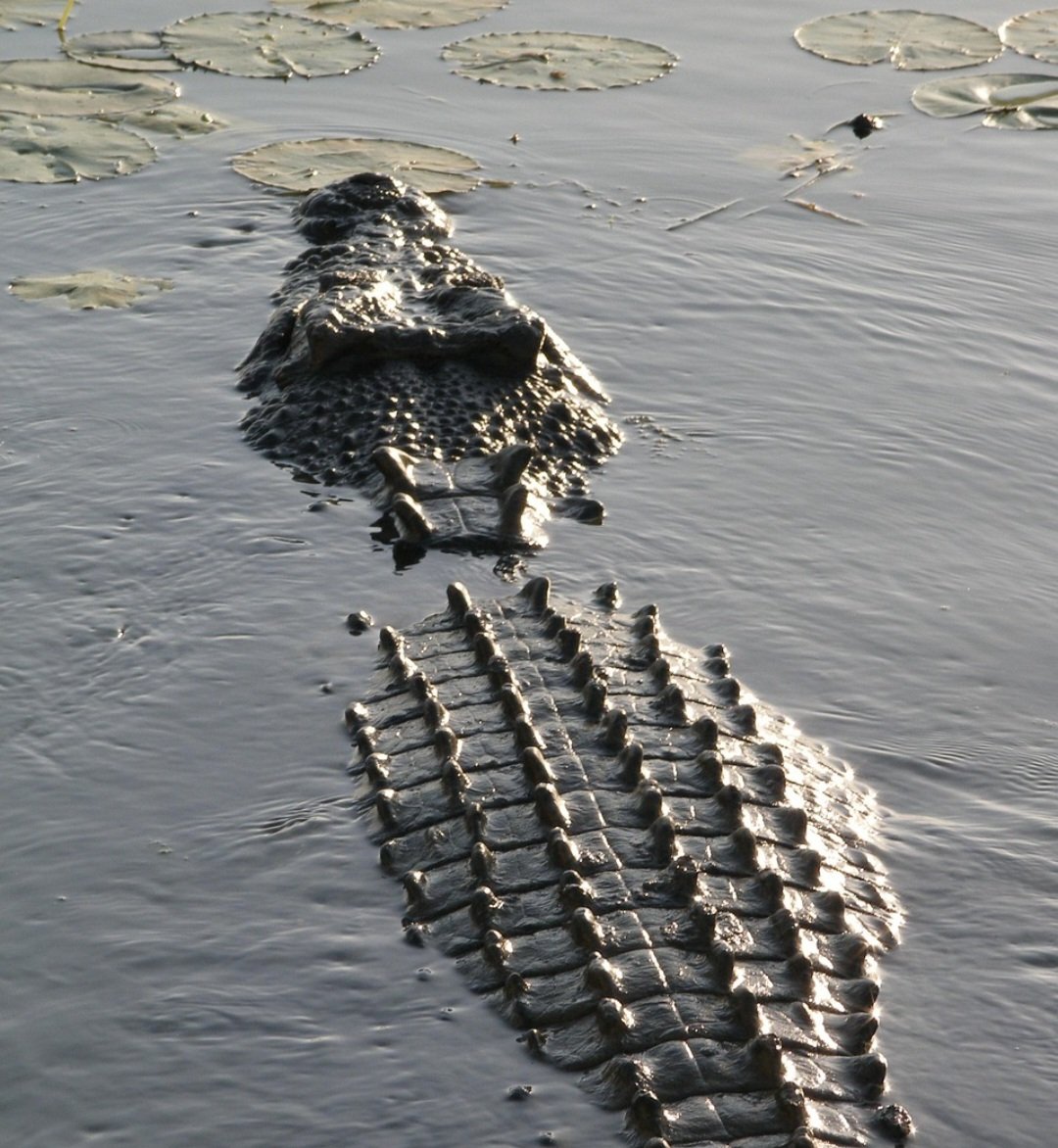 Os maiores números de ataques ocorrem no sudeste da Ásia e norte da Austrália. Regiões de rios e manguezais concentram os casos.