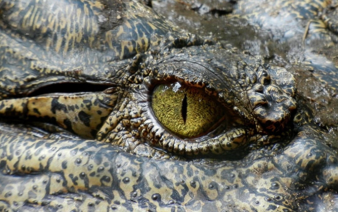 Os crocodilos têm excelente visão, especialmente à noite, graças a uma camada reflexiva nos olhos chamada tapetum lucidum. 