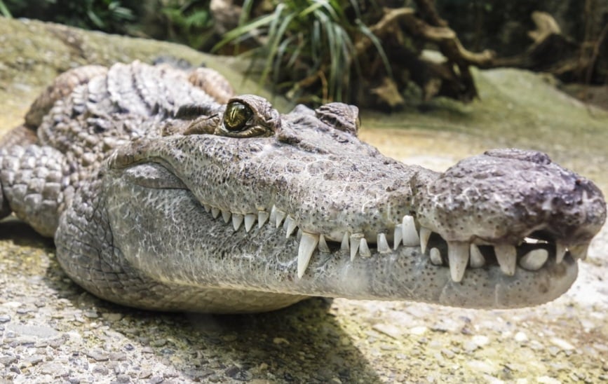 Seus olhos ficam no topo da cabeça, permitindo observar enquanto permanecem quase submersos.