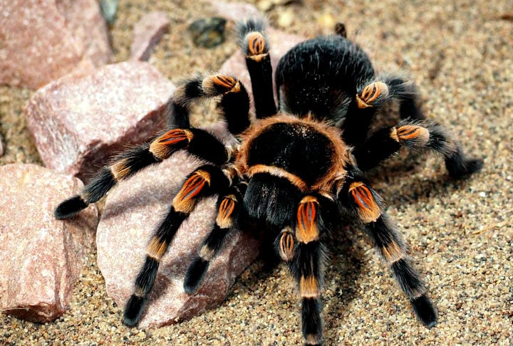 As tarântulas são aranhas grandes e peludas que pertencem à família Theraphosidae. Apesar da aparência assustadora, seu veneno geralmente não é perigoso para humanos.
