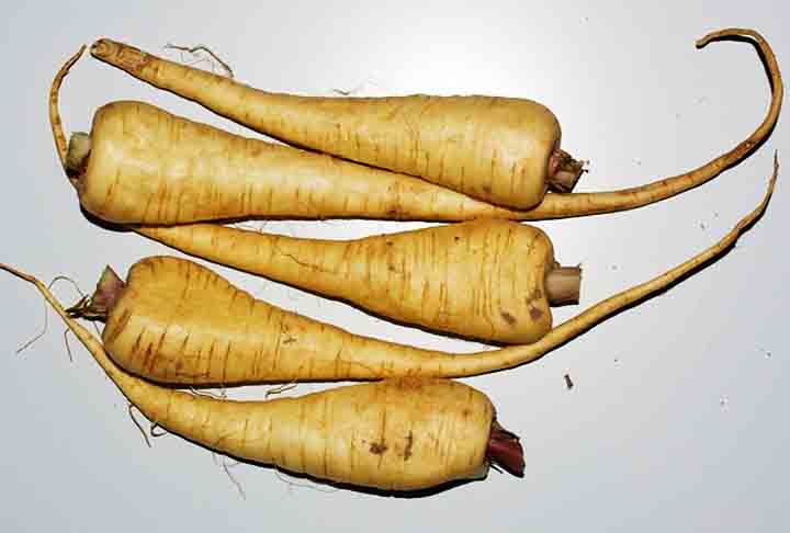 A pastinaca também é grande fonte de potássio, mineral que auxilia na contração muscular e também ajuda na manutenção do ritmo cardíaco. Ela possui potássio, que atua como isotônico, regulando a entrada e saída de água no corpo.