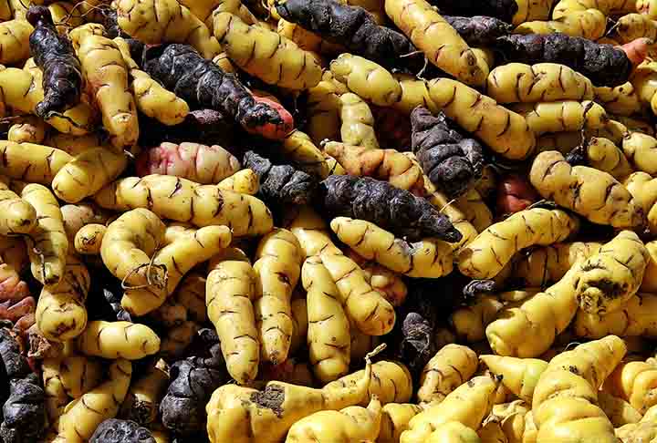 A oca previne úlceras e também melhora a dor causada por elas, caso o estômago já esteja doente. Rica em fibras, potássio e cálcio, ela auxilia na digestão e alivia o incômodo causado pela gastrite.