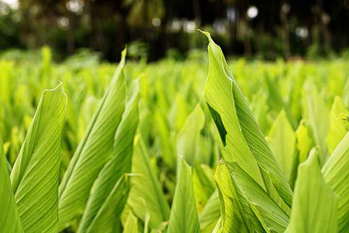 É uma planta perene com ramificações laterais compridas. A parte utilizada é o rizoma (caule parcialmente ou totalmente subterrâneo, horizontal, com reservas, capaz de formar raízes, folhas e flores/fruto). 