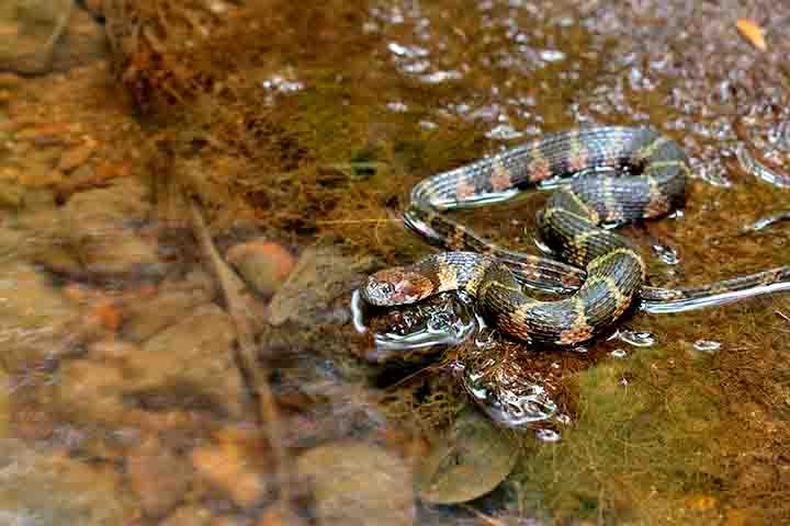 São serpentes de porte médio a pequeno, com comprimentos que variam entre 50 cm e 1 metro, dependendo da espécie. 